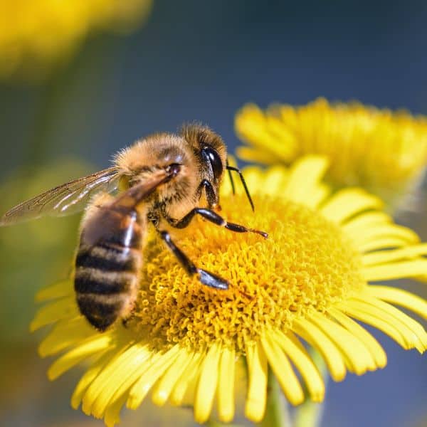 honey bee on a yellow flower